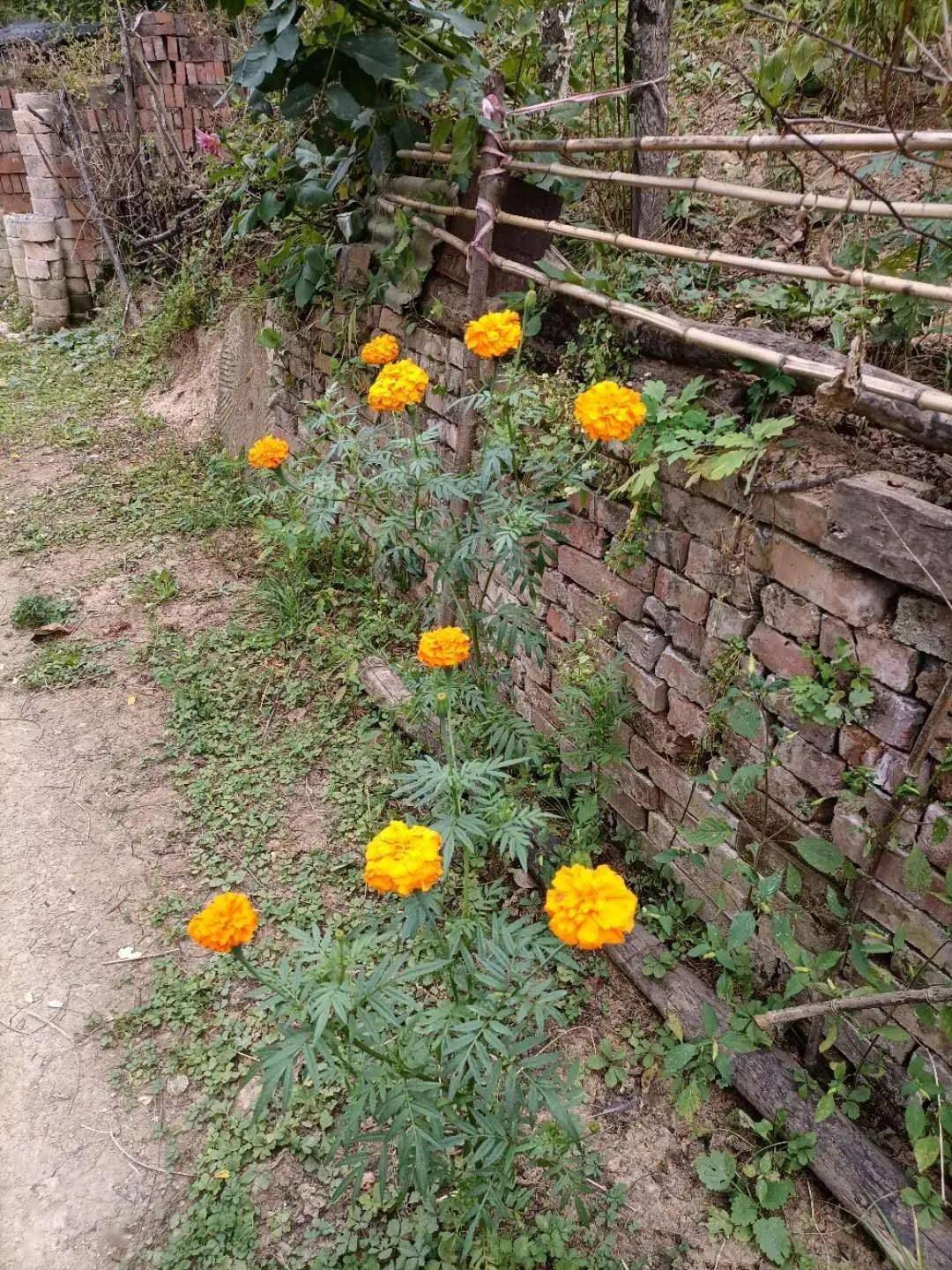 渴望 曾经,他走在朝霞的前面 如今,他已向生活低头