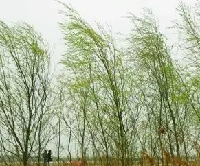 【热文头条】《绿色诗行》作者/诗情画艺·郭丽丽
