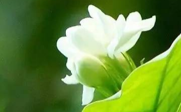 【新歌推荐】《栀子花开》词:李继育·曲：佚名
