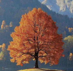 1758711060699064.png 22237a64b5c2c2c45bc9d0485705198.png