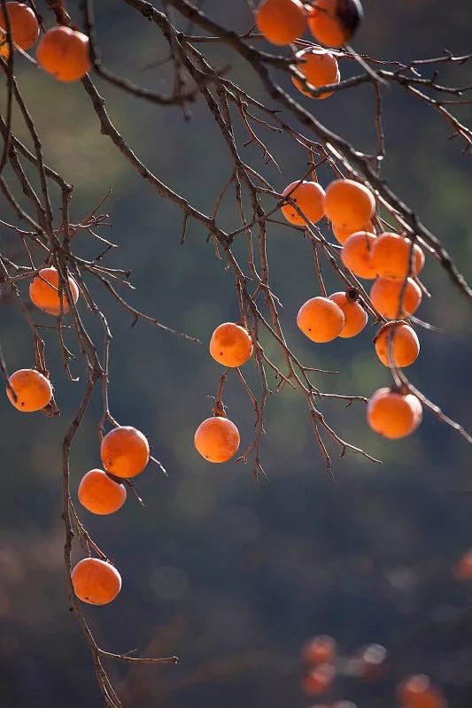 1761222443383358.jpg 21a551b43a67b4dd0f847603e0228121_t045cddeb6853ee1d7b.jpg