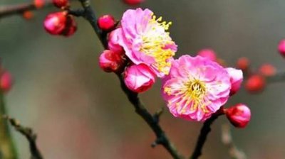 【黄小平作品专辑】《寒冬探梅》