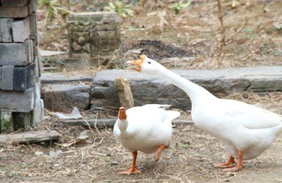 1769303789984671.jpg 2a872981b65c2915590a4530c62e10cc_t01fb070ed76304dc38.jpg