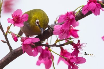 【霍玉明作品专辑】《开年诗》