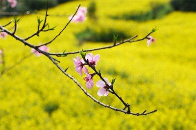 1773196445677277.jpg 95d6ff01e9c47d5b622d27f05c83cffc_t049f4893611ff8419f.jpg