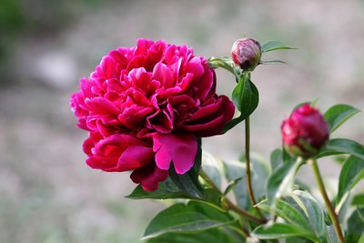 【田胜作品专辑】《芍药花盛开》